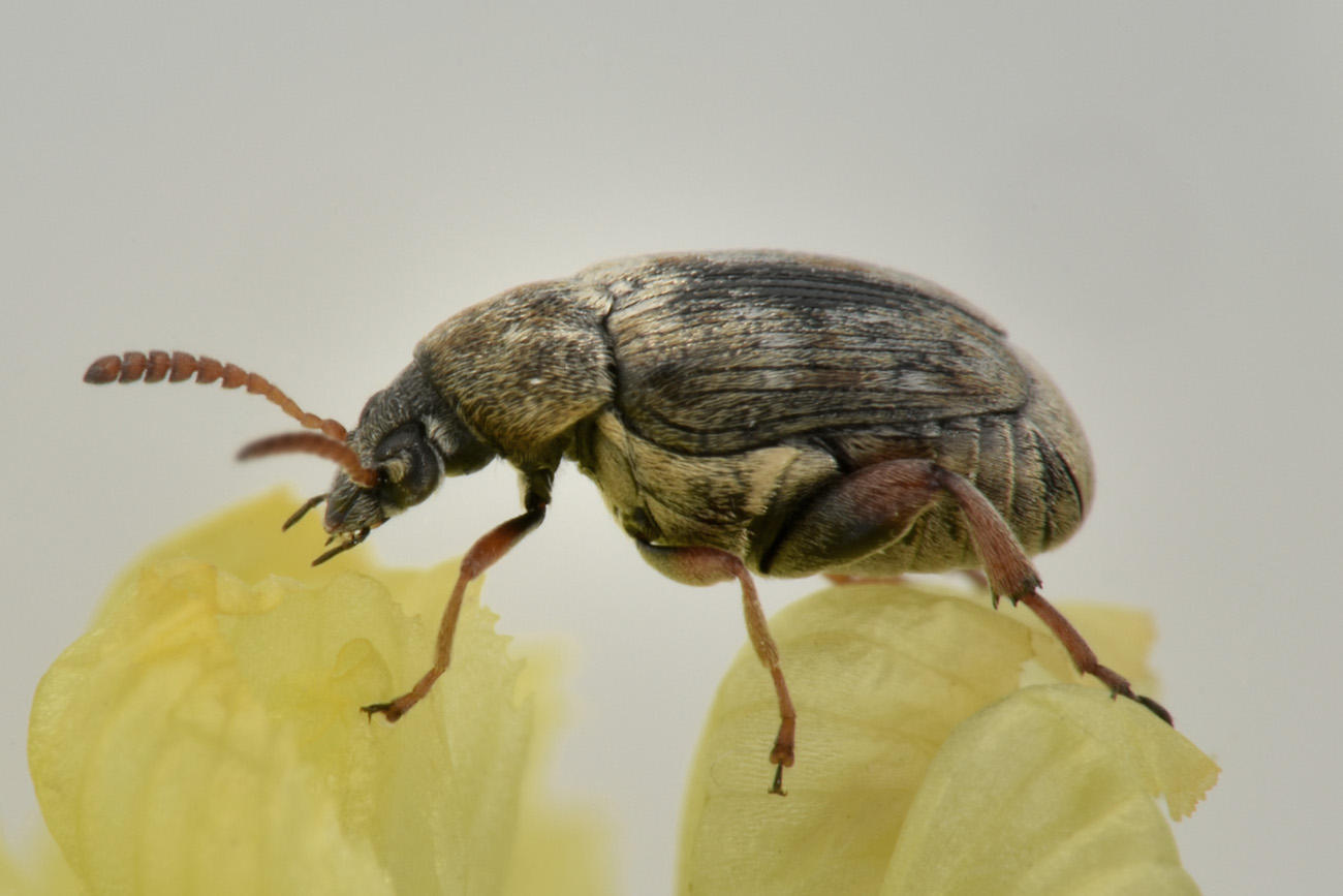 Chrysomelidae Bruchinae: Bruchus sp.? No, maschio di Bruchidius lividimanus